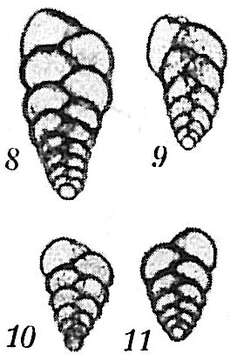 Image of Bolivina pseudoplicata Heron-Allen & Earland 1930