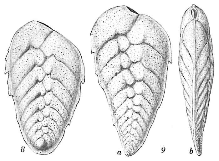 Image of Bolivina robusta (Brady 1881)