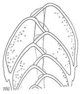 Image of Bolivina spathulata (Williamson 1858)