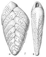 Image of Bolivina spathulata (Williamson 1858)