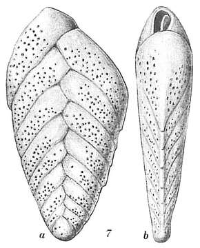 Image of Bolivina spathulata (Williamson 1858)