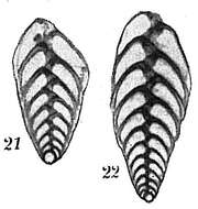Image de Bolivina spathulata (Williamson 1858)