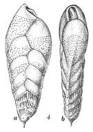 Image of Bolivina striatula Cushman 1922