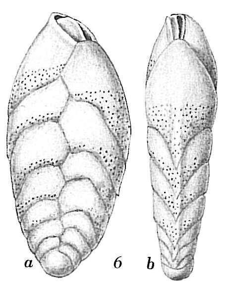 Image of Bolivina vadescens Cushman 1933