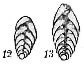 Image of Bolivina vadescens Cushman 1933