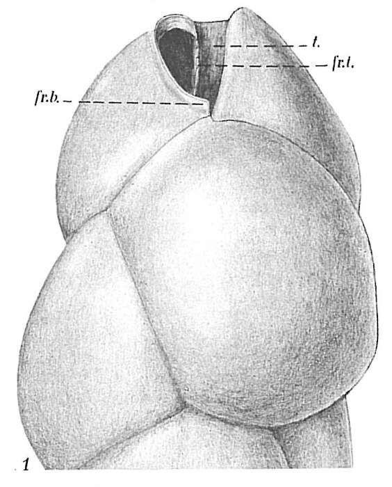 Слика од Bulimina marginata d'Orbigny 1826