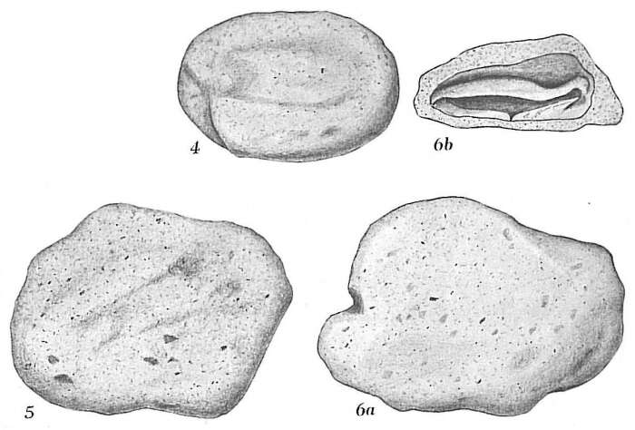 Crithionina granum Goës 1894的圖片