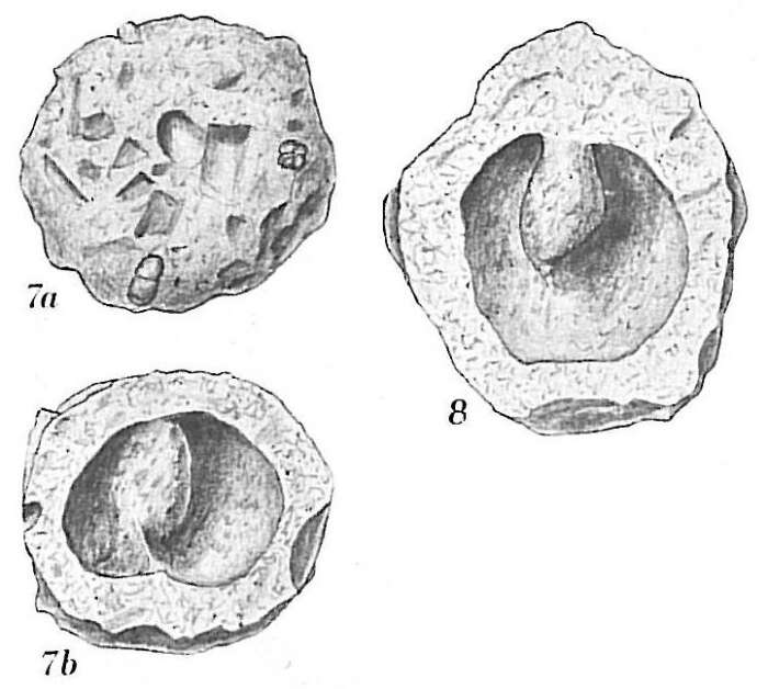 Image de Crithionina mamilla Goës 1894