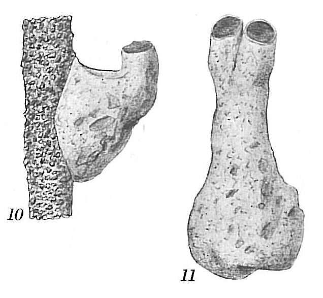 Image de Crithionina mamilla Goës 1894