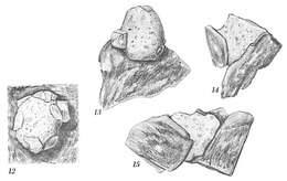 Image de Crithionina mamilla Goës 1894