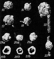 Image de Crithionina mamilla Goës 1894