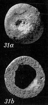 Plancia ëd Crithionina pisum Goës 1896