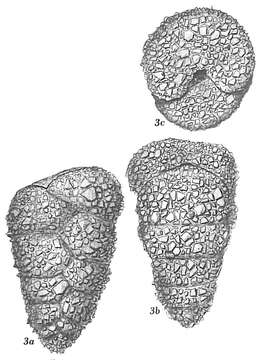 Image of Dorothia pseudoturris (Cushman 1922)