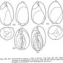 Image of Globobulimina Cushman 1927