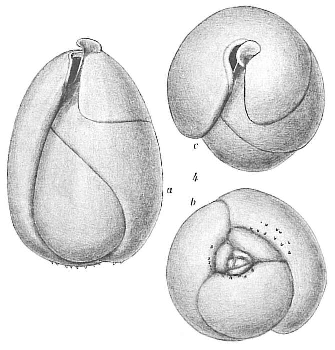 Image of Globobuliminidae