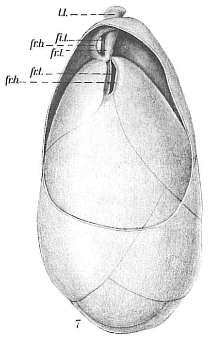 Image of Globobuliminidae