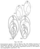 Image of Globobuliminidae