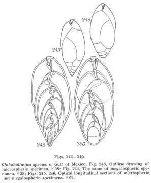 Image of Globobuliminidae