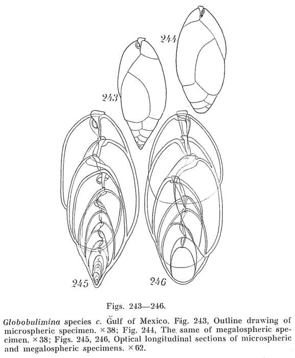 Image of Globobuliminidae
