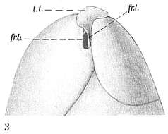 Image of Globobuliminidae
