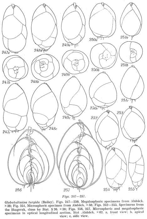 Image of Globobulimina turgida (Bailey 1851)