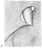 Image of Globobulimina Cushman 1927