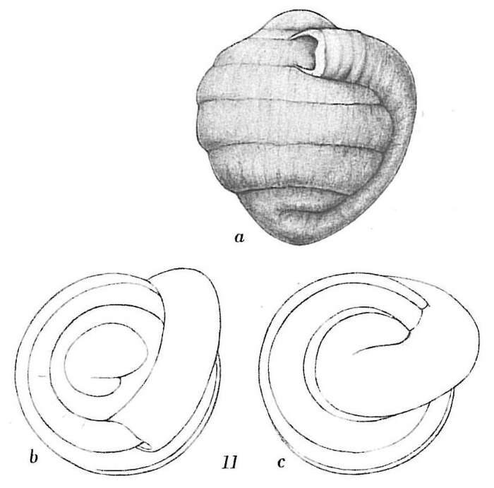 Image of Glomospira charoides (Jones & Parker 1860)