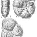 Image of Haplophragmoides membranaceum Höglund 1947
