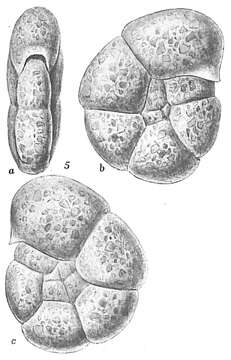 Image of Haplophragmoides membranaceum Höglund 1947