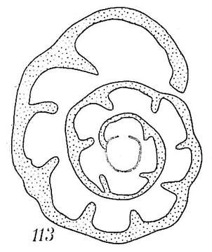 Image of Haplophragmoides pusillum Höglund 1947