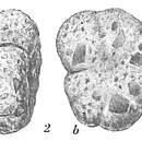 Image of Haplophragmoides pusillum Höglund 1947