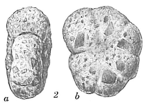 Image de Haplophragmoides pusillum Höglund 1947