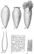 Plancia ëd Hippocrepina pusilla Heron-Allen & Earland 1930