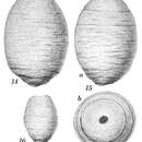 Image of Hippocrepinella hirudinea var. crassa Heron-Allen & Earland 1932