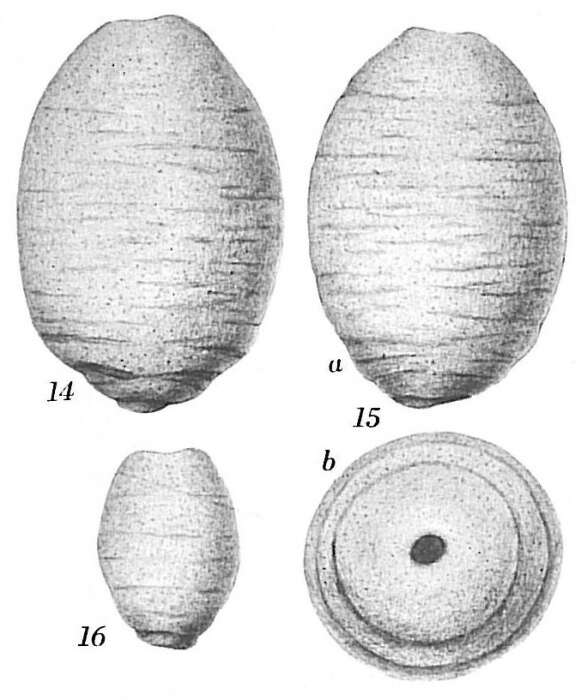 Image of Hippocrepinella hirudinea var. crassa Heron-Allen & Earland 1932