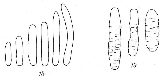 Plancia ëd Hippocrepinellidae