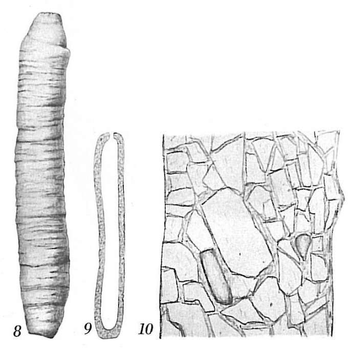 Plancia ëd Hippocrepinellidae