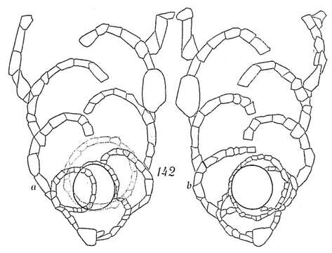 Image of Morulaeplecta bulbosa Höglund 1947