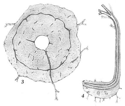 Image de Pelosina arborescens Pearcey 1914