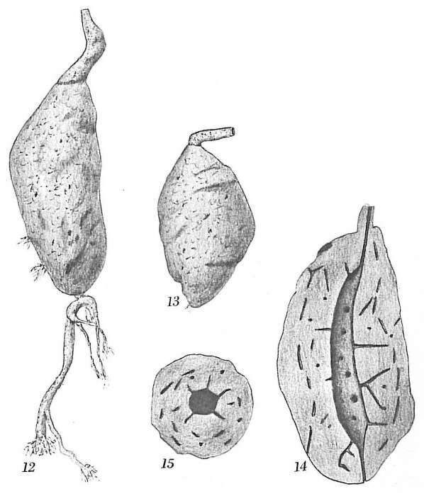 Image of Pelosina fusiformis Earland 1933