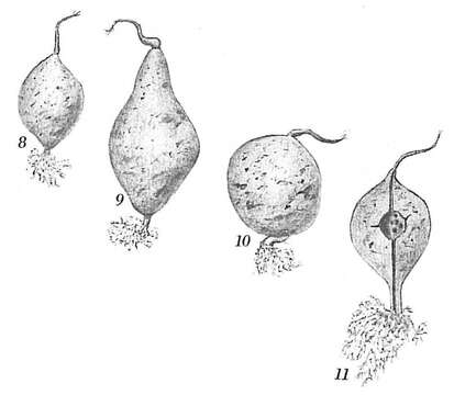 Plancia ëd Pelosina variabilis Brady 1879