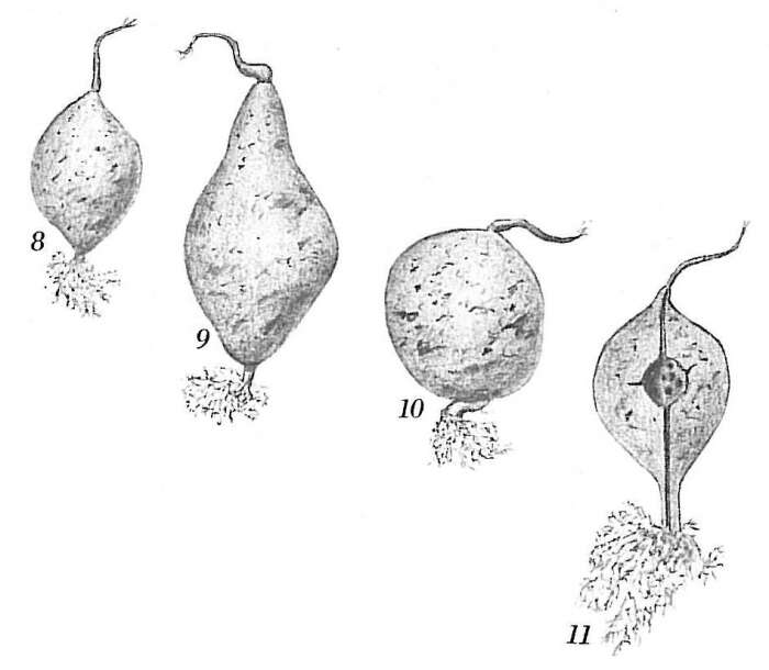 Image of Pelosina variabilis Brady 1879