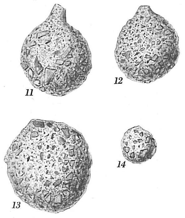 Image of Psammosphaera Schulze 1875