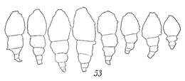 Image of Reophax regularis Höglund 1947