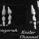 Image of Reophax rostrata Höglund 1947