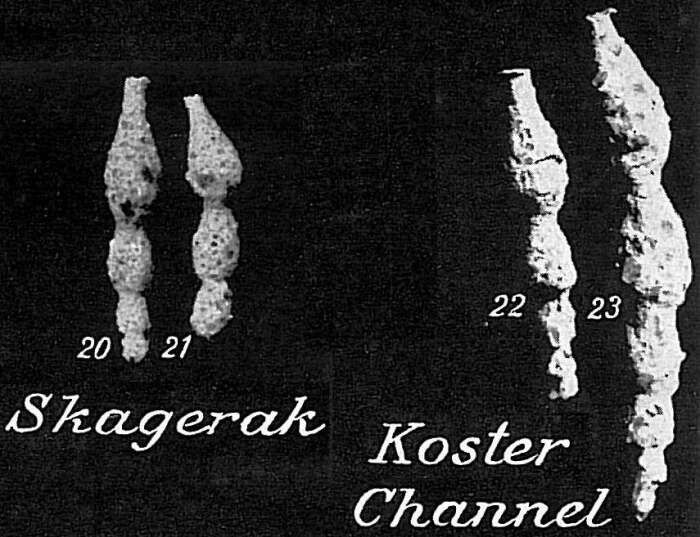 Image of Reophax rostrata Höglund 1947