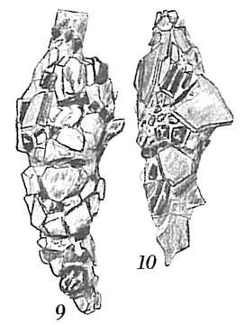 صورة Reophax scorpiurus Montfort 1808