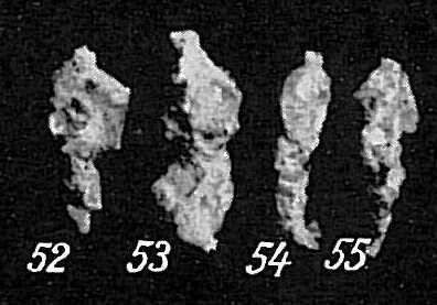 صورة Reophax scorpiurus Montfort 1808