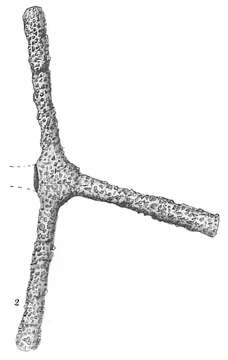 صورة Rhabdammina abyssorum Sars ex Carpenter 1869