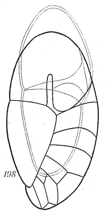 Image of Robertinidae